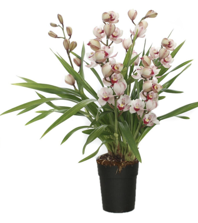 Cymbidium orchid