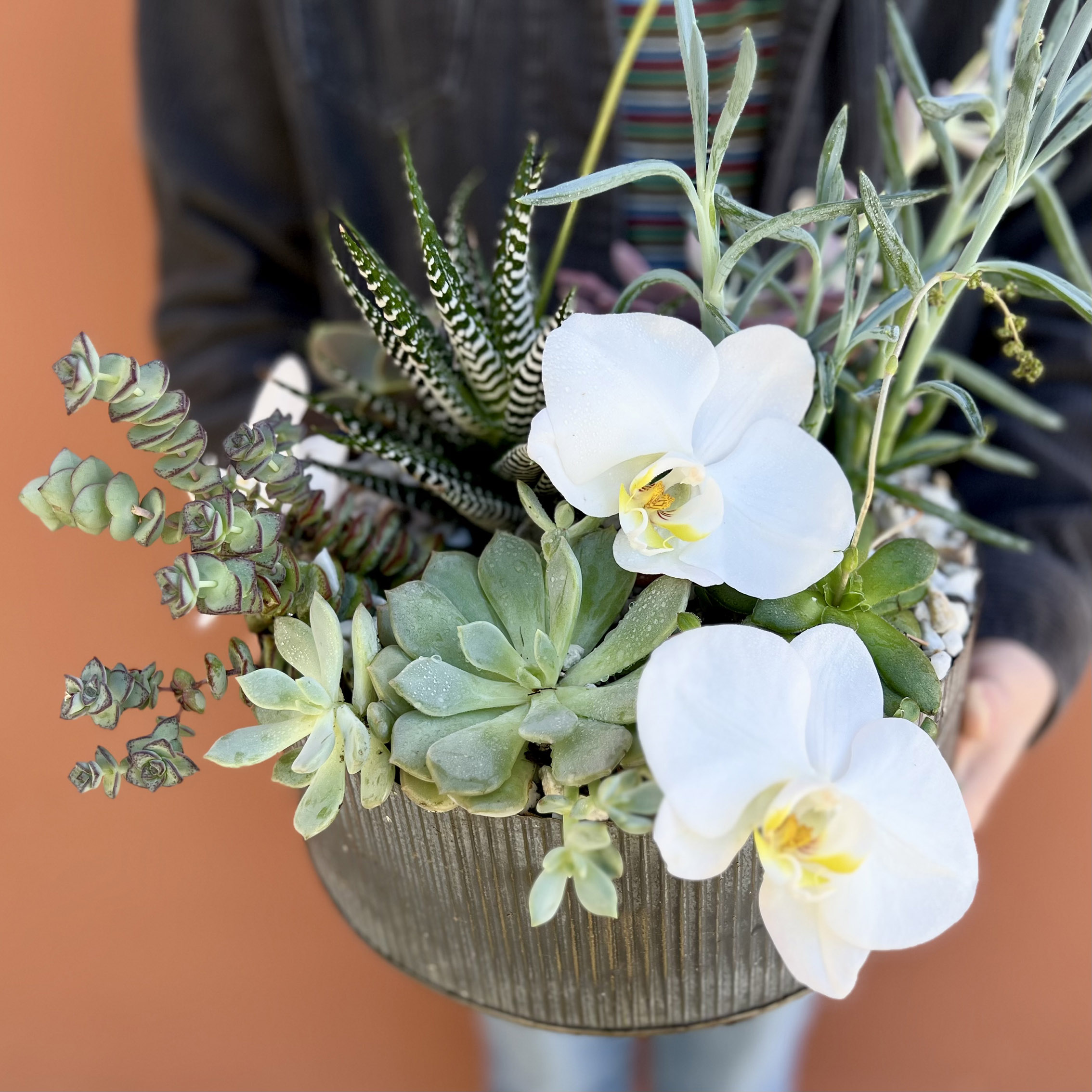 Succulents & Orchids