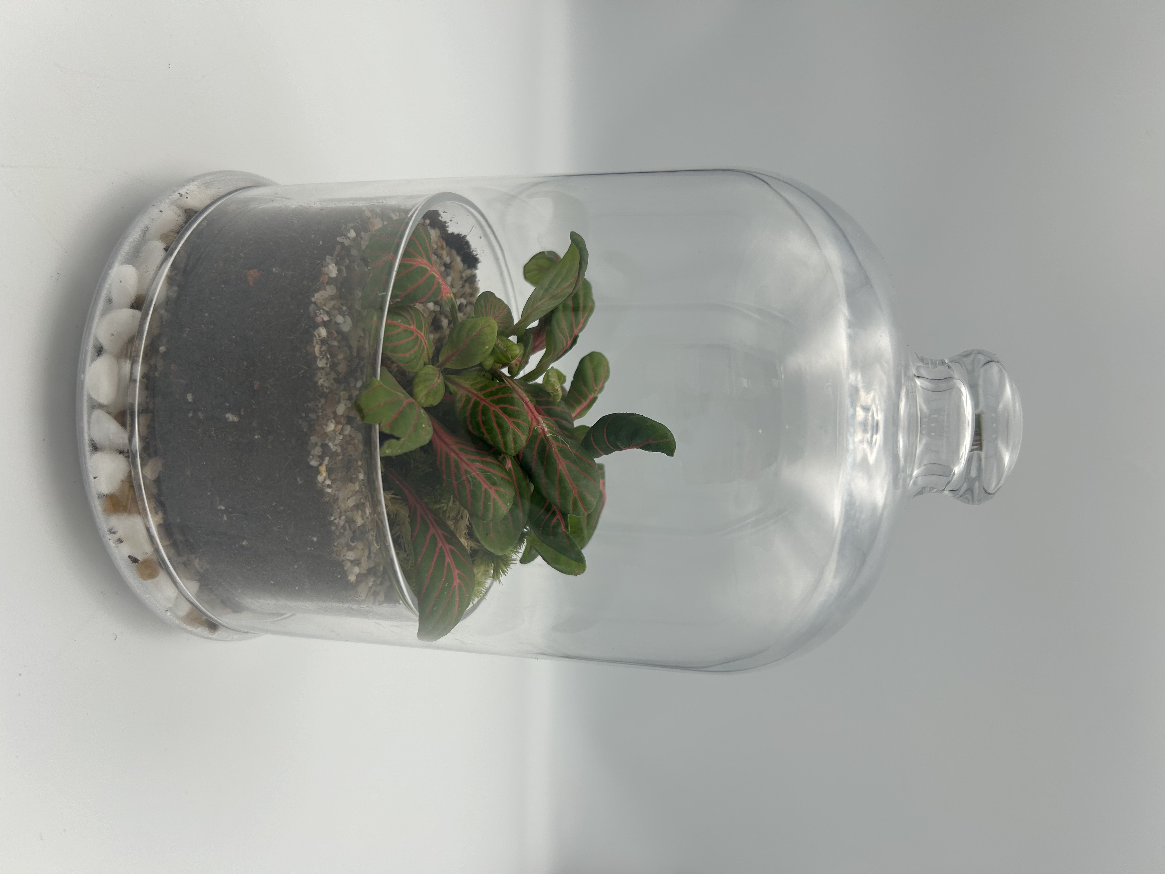 Mosaic Dome Terraium