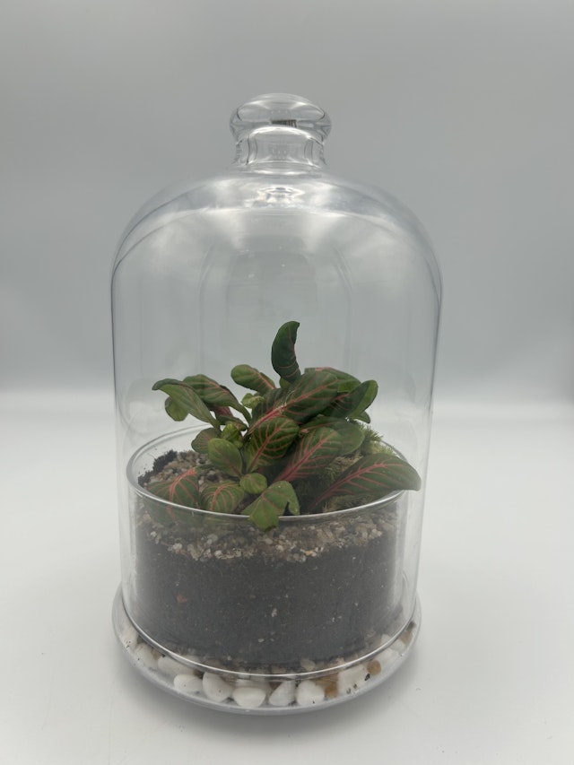 Mosaic Dome Terraium