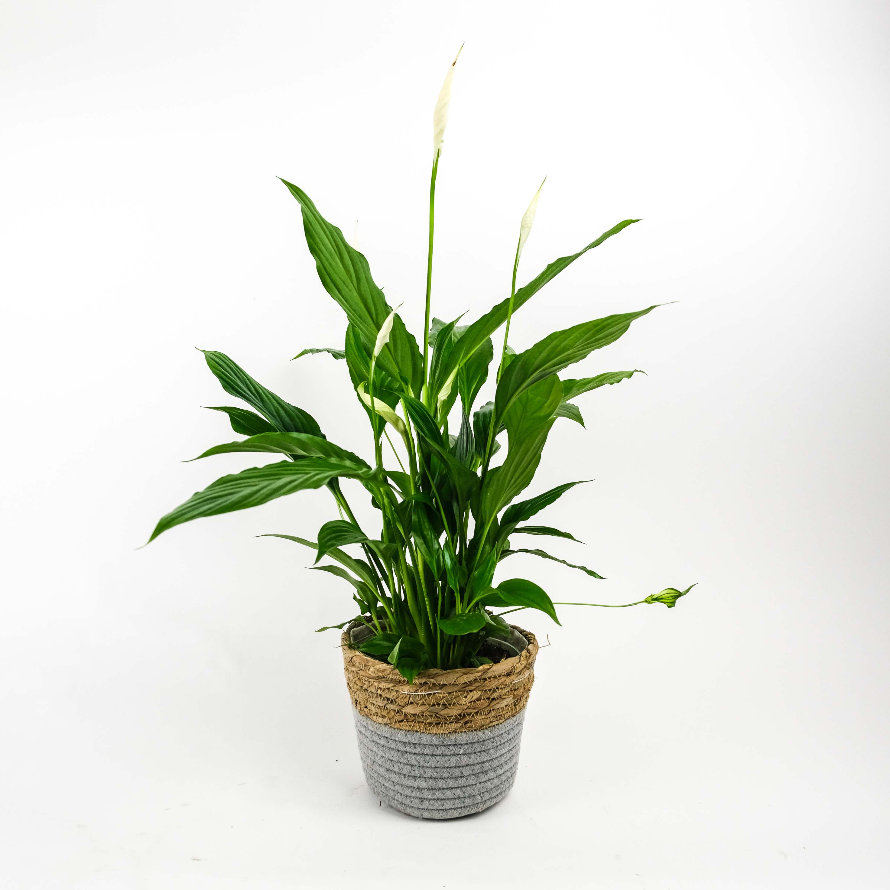 Peace Lily With Pot