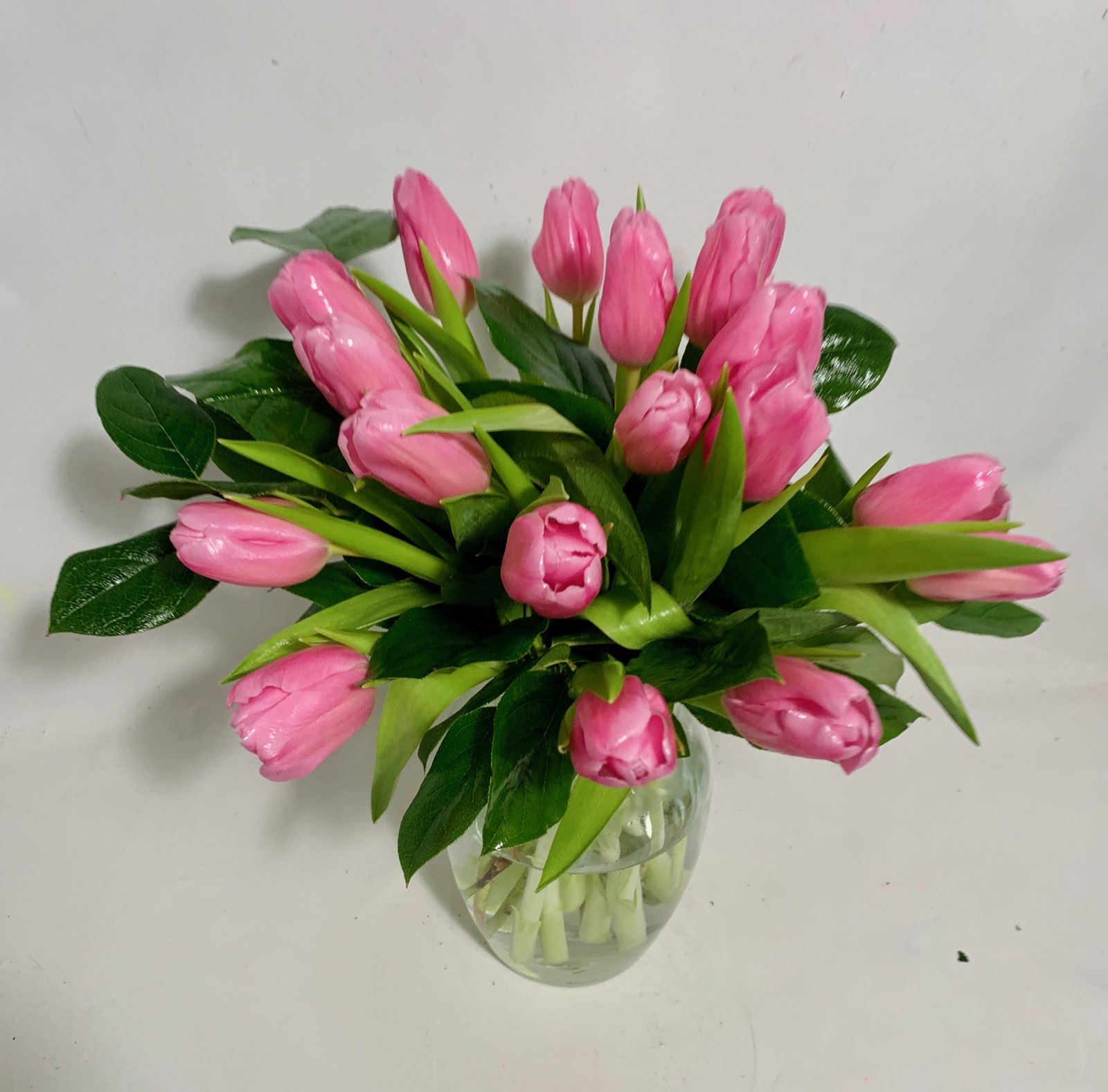 Tulips Surprise
