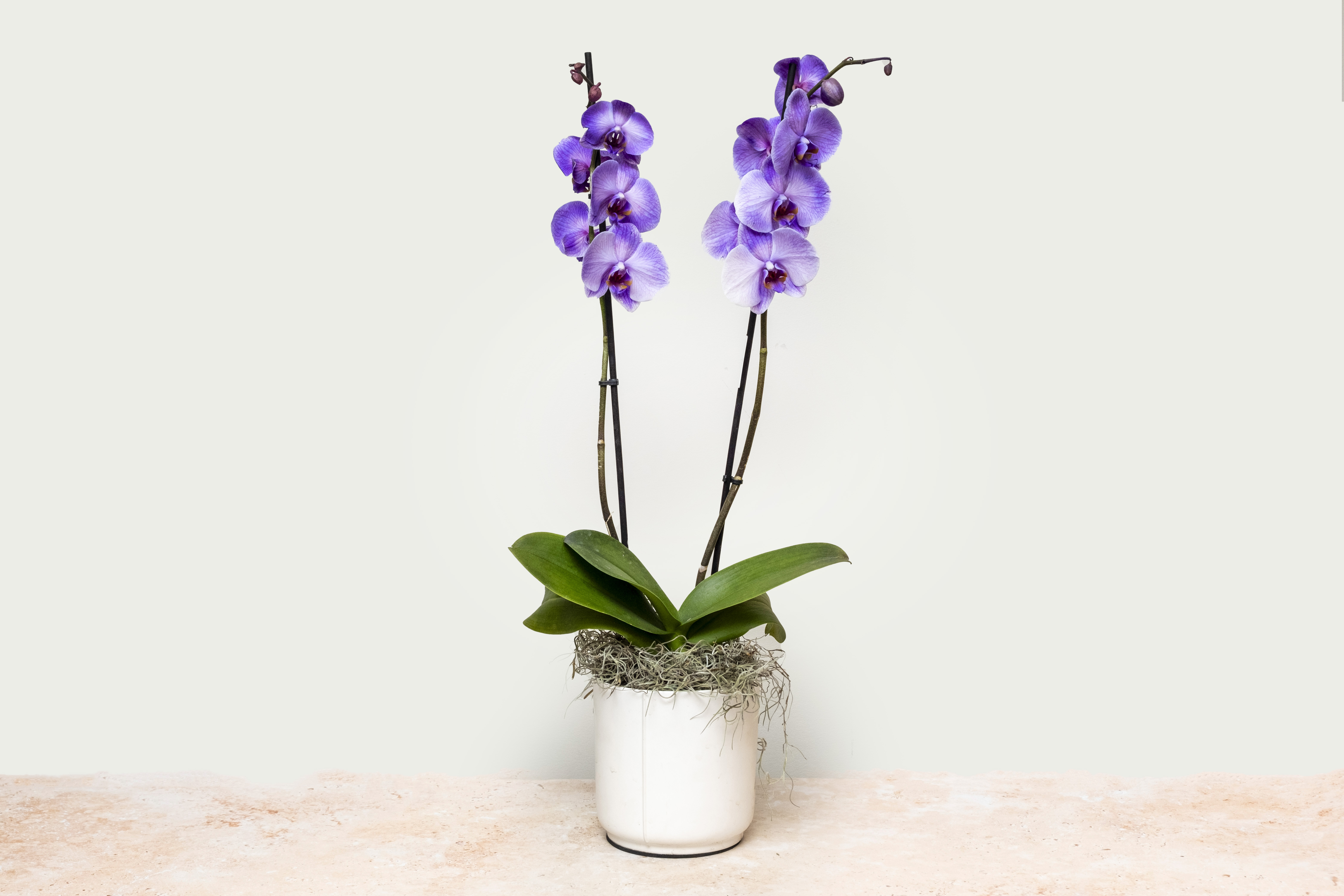 Purple Orchid