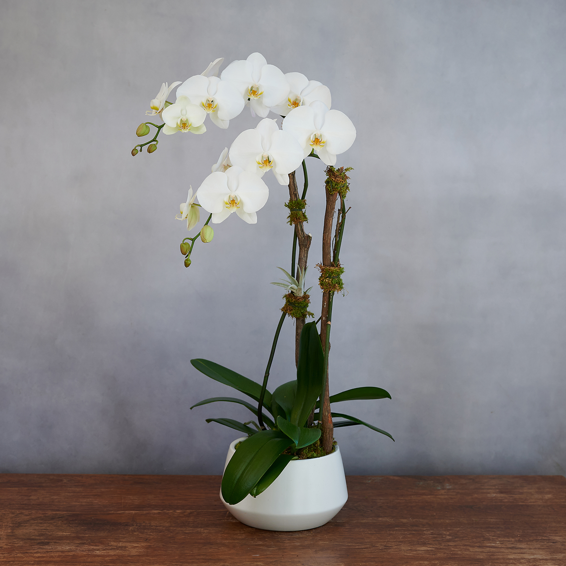 Phalaenopsis Orchids