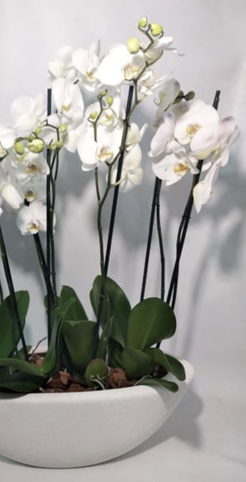 Fortune & Luck Orchid