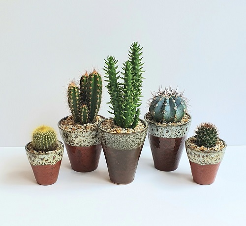 Cacti in handmade pot