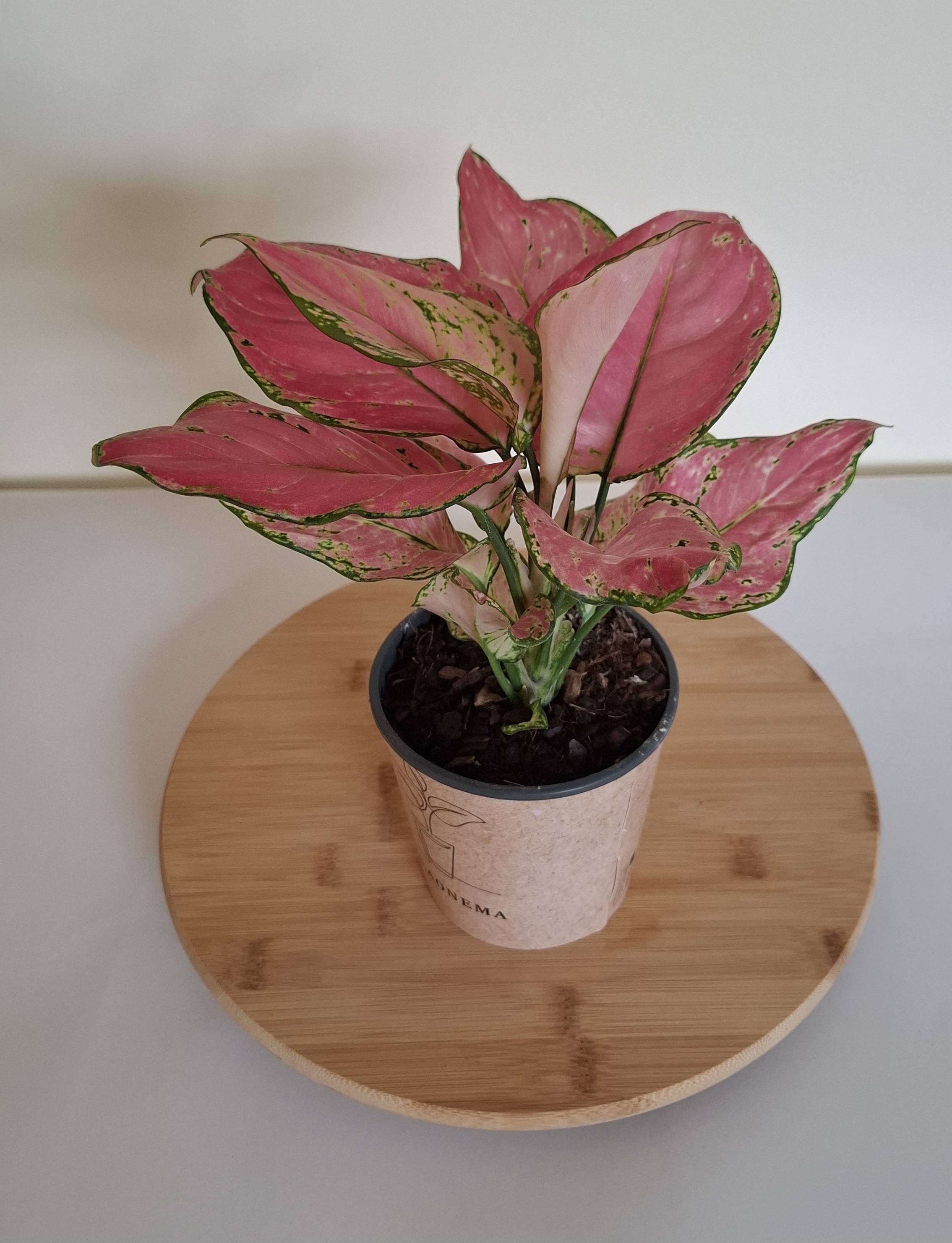 Aglaonema red