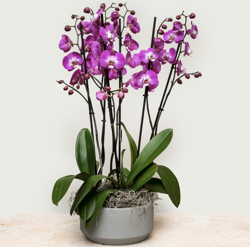 Large D Pink Orchid