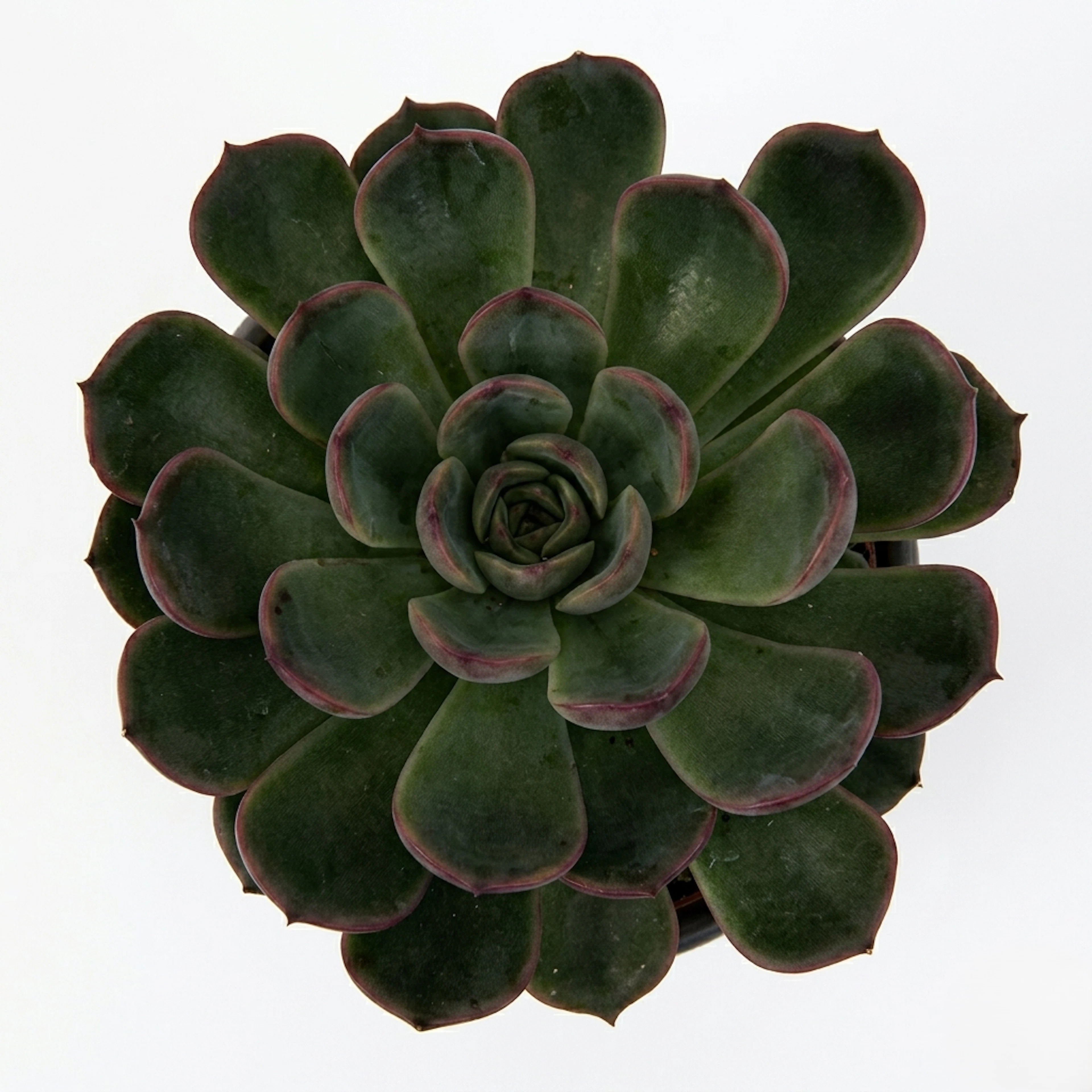 Original by Olympia Flowers — flowers available for delivery from Floom