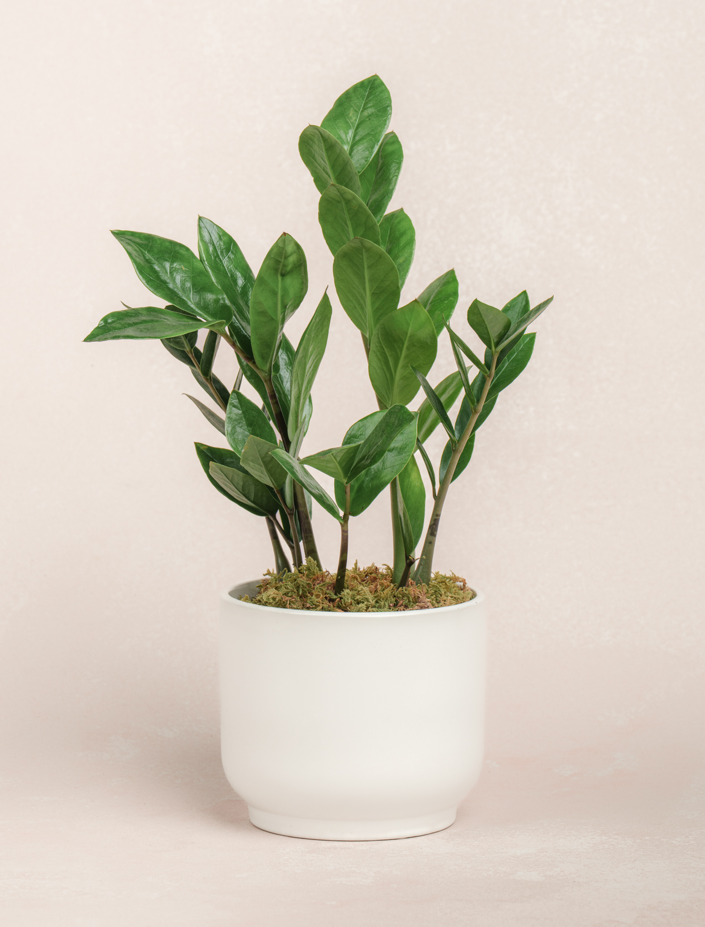 ZZ Plant by Ode a La ROSE- Chicago  — flowers available for delivery from Floom
