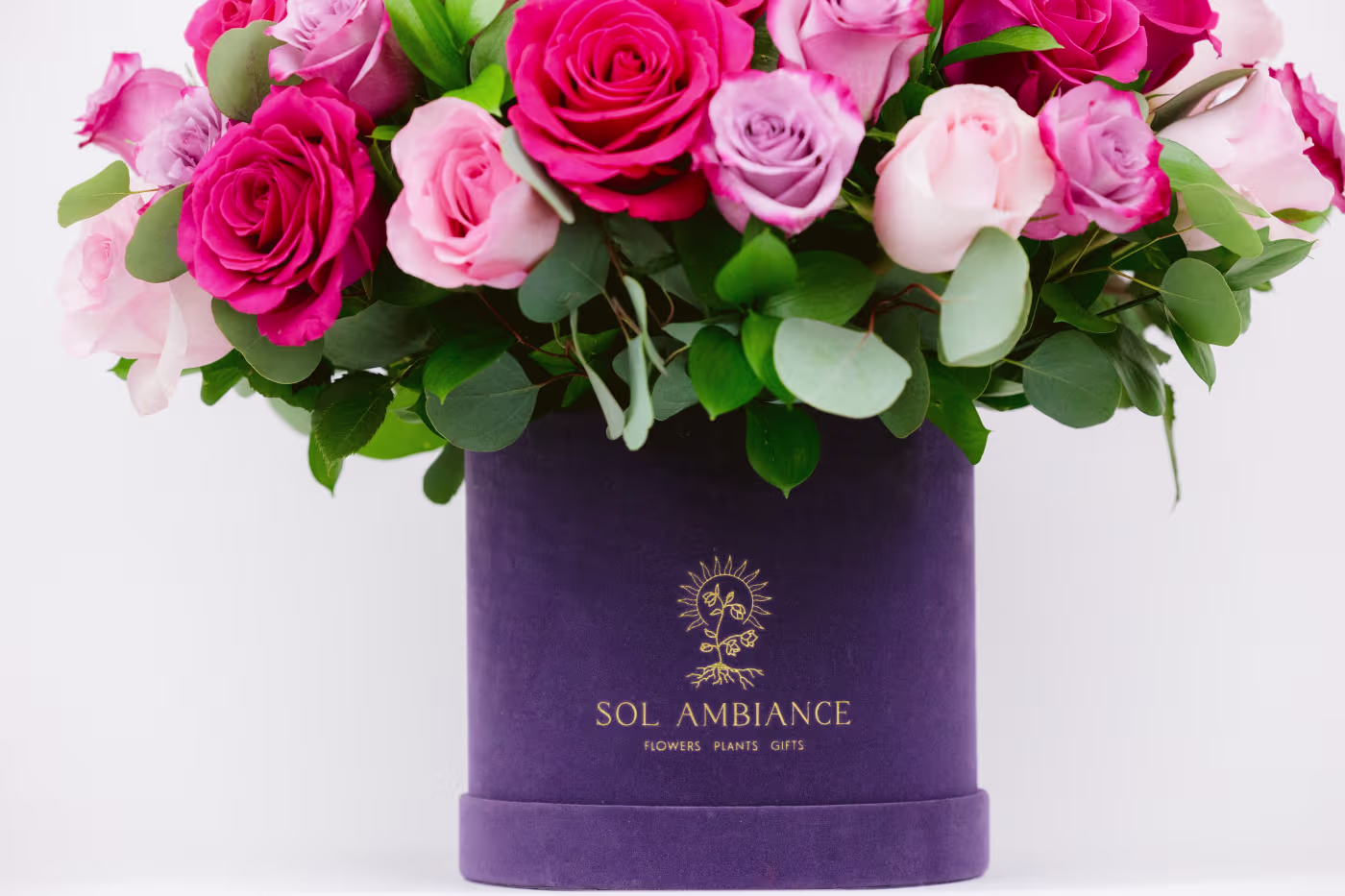 Hanging Pothos Plant original