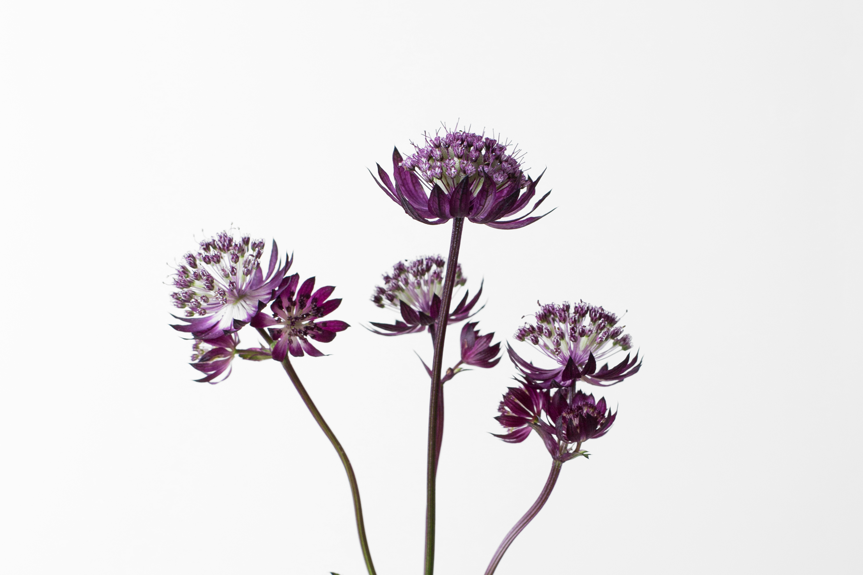 Astrantia