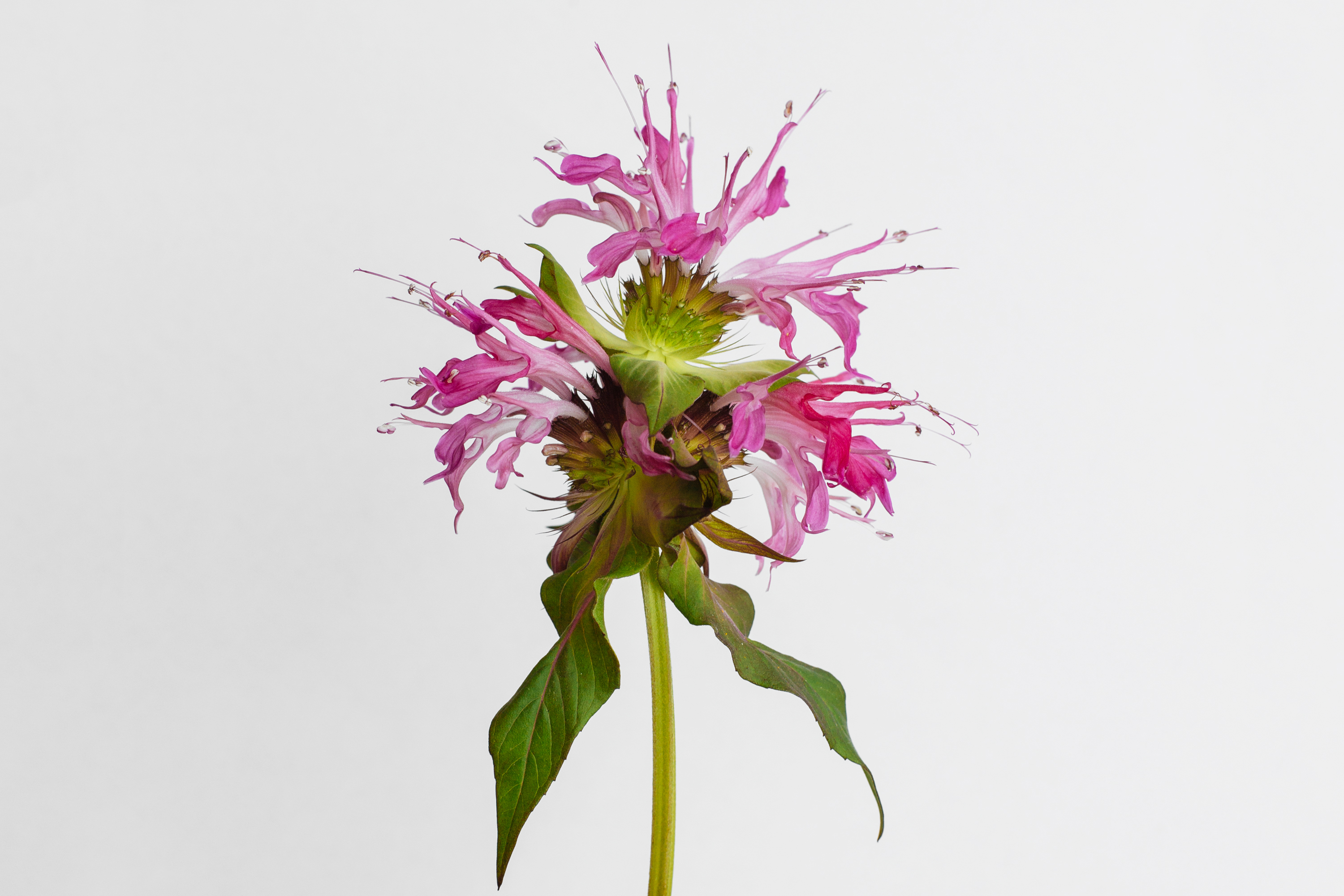 Monarda Fistulosa