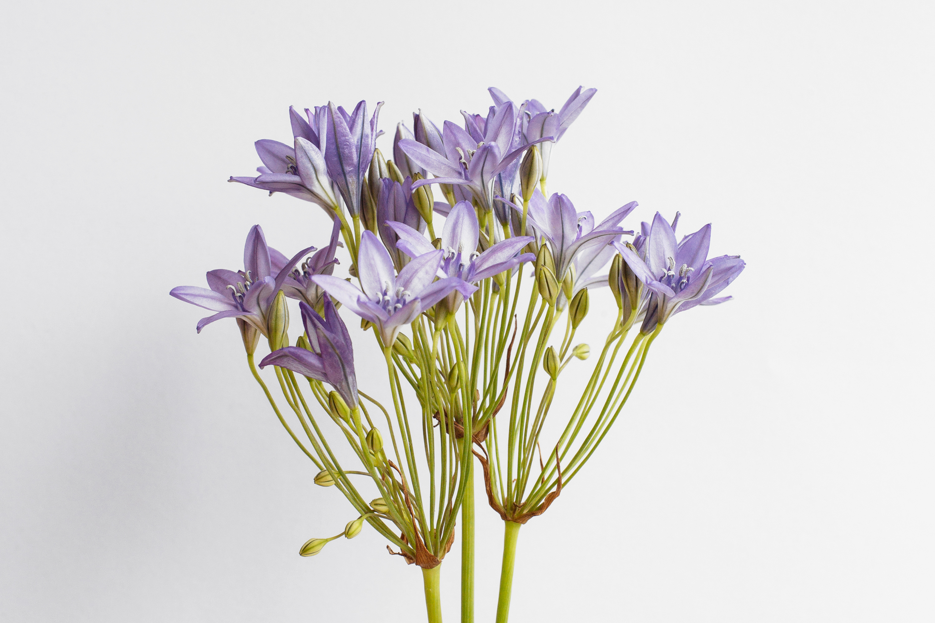 Brodiaea