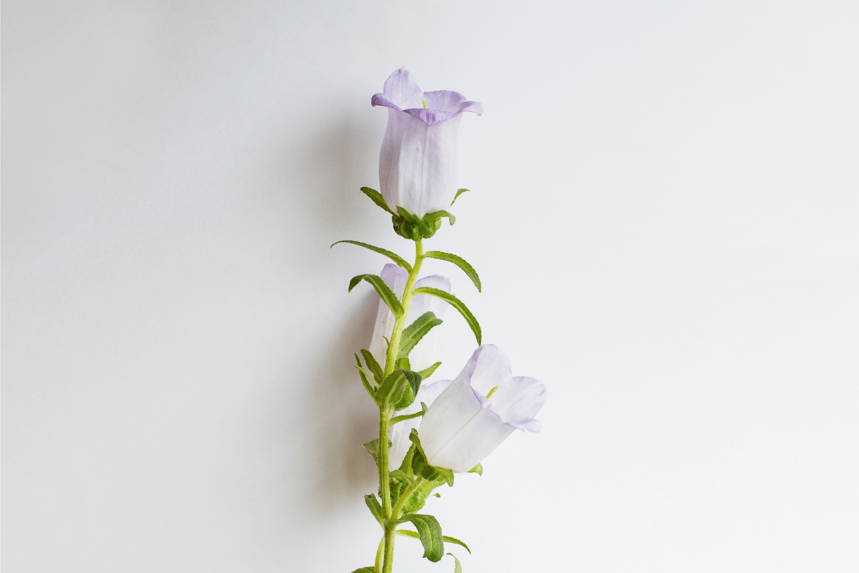 Campanula