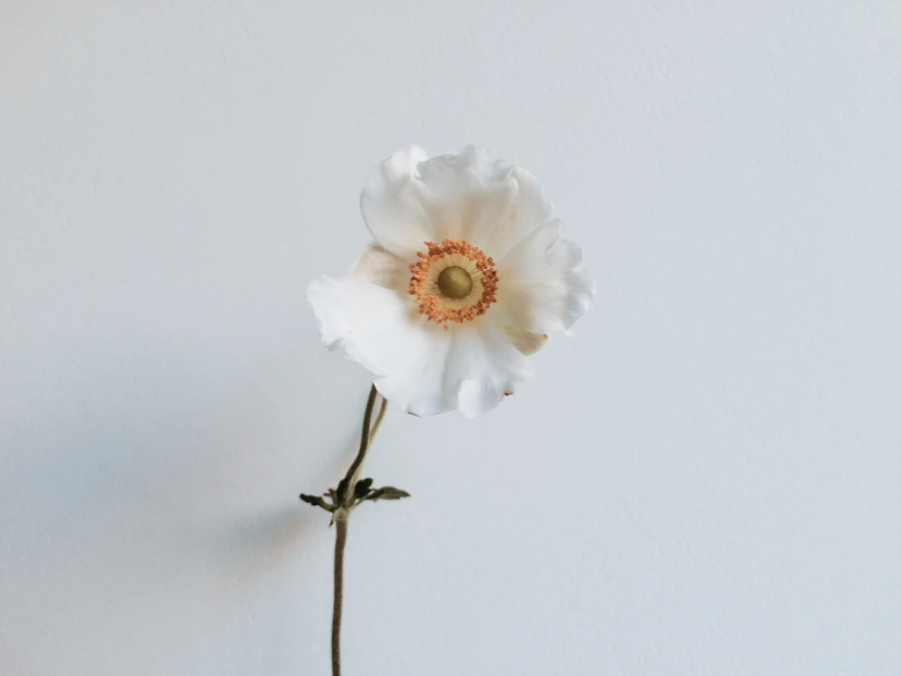 Japanese Anemone