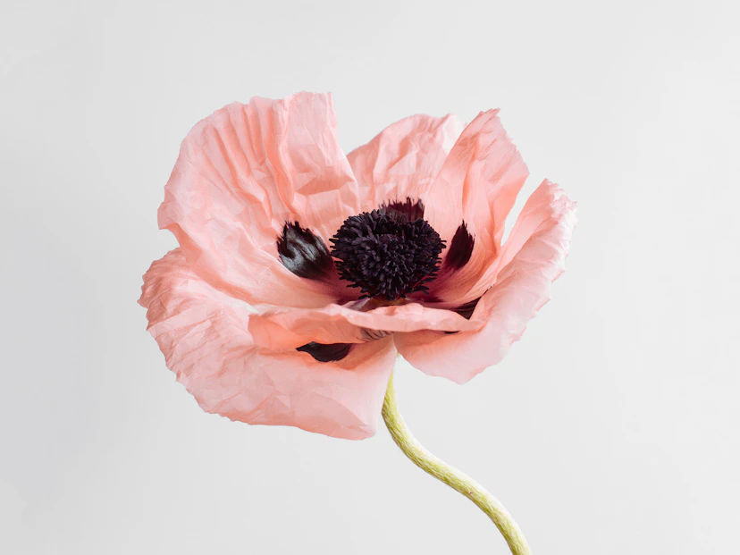 Oriental Poppy