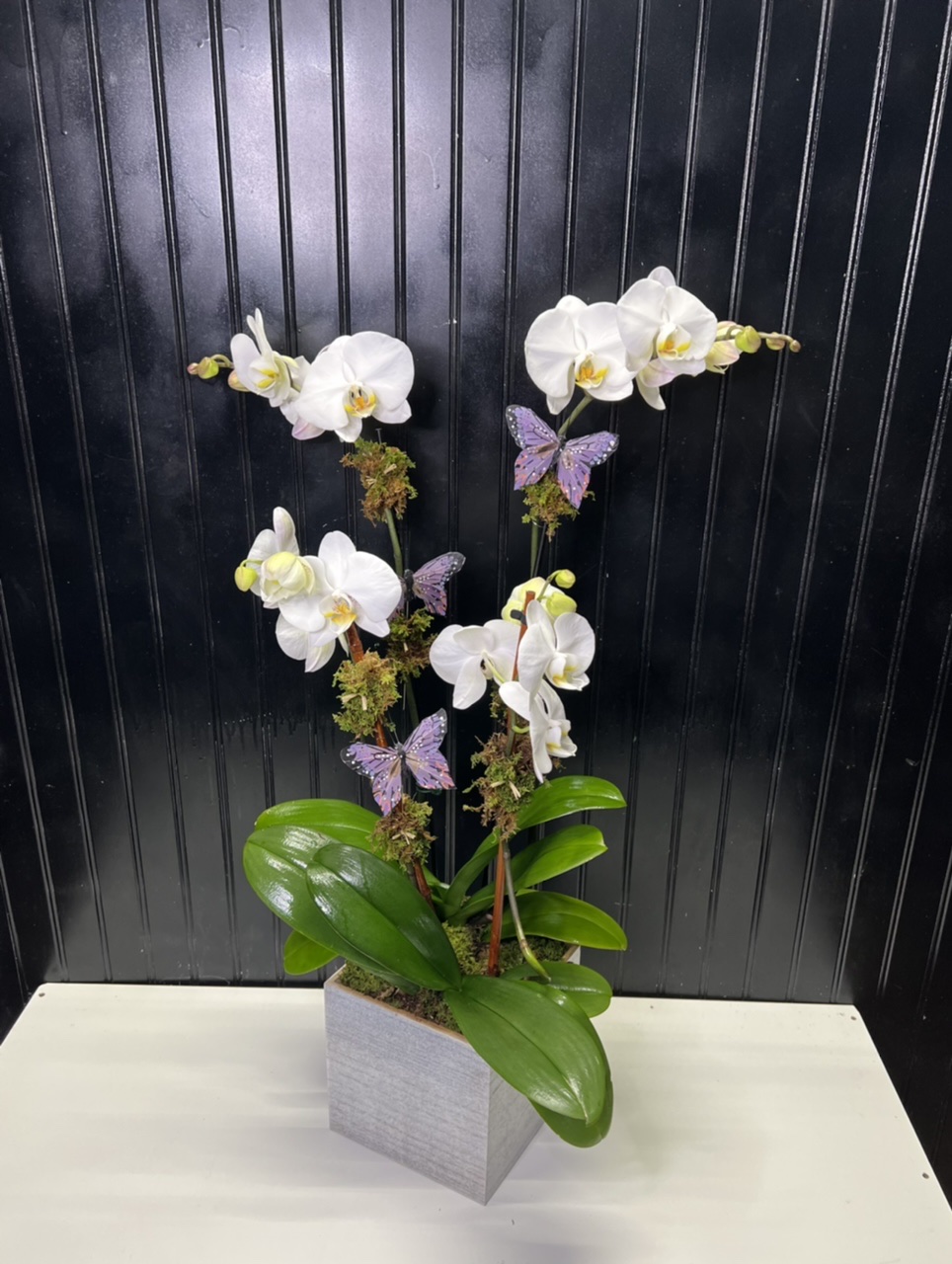 butterflies on orchid