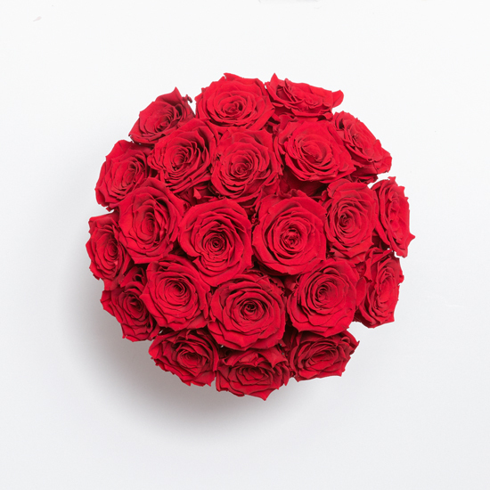 Preserved Rose Renee