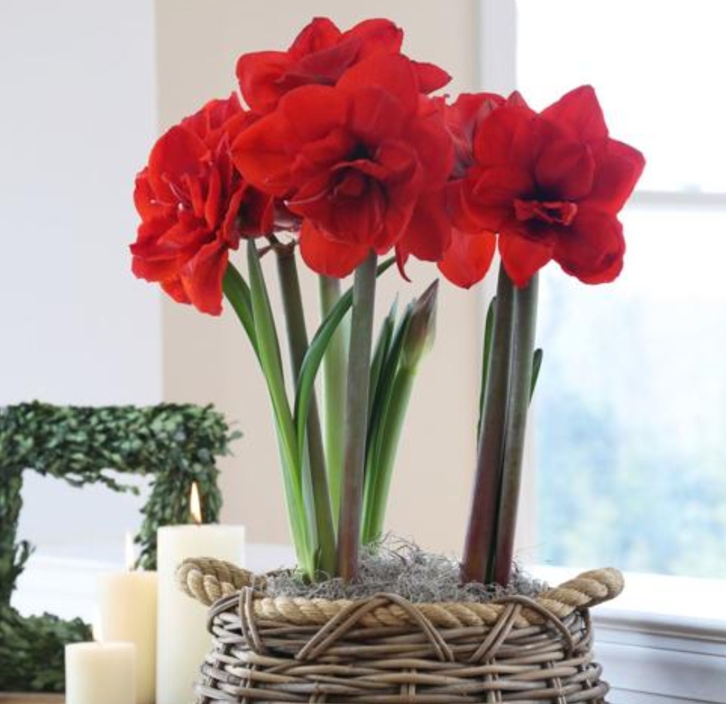 Amaryllis Basket