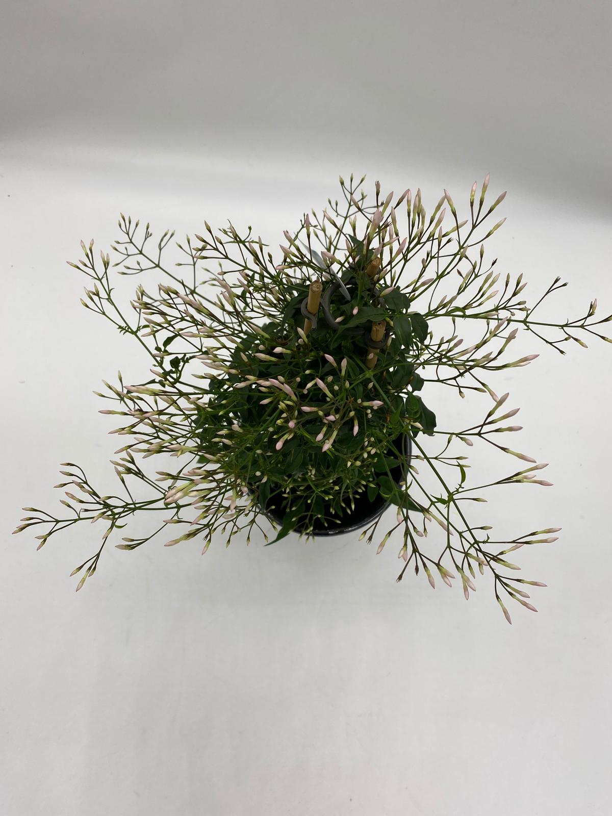 Jasmine plant and pot The Brighton Flower Company Plants Floom