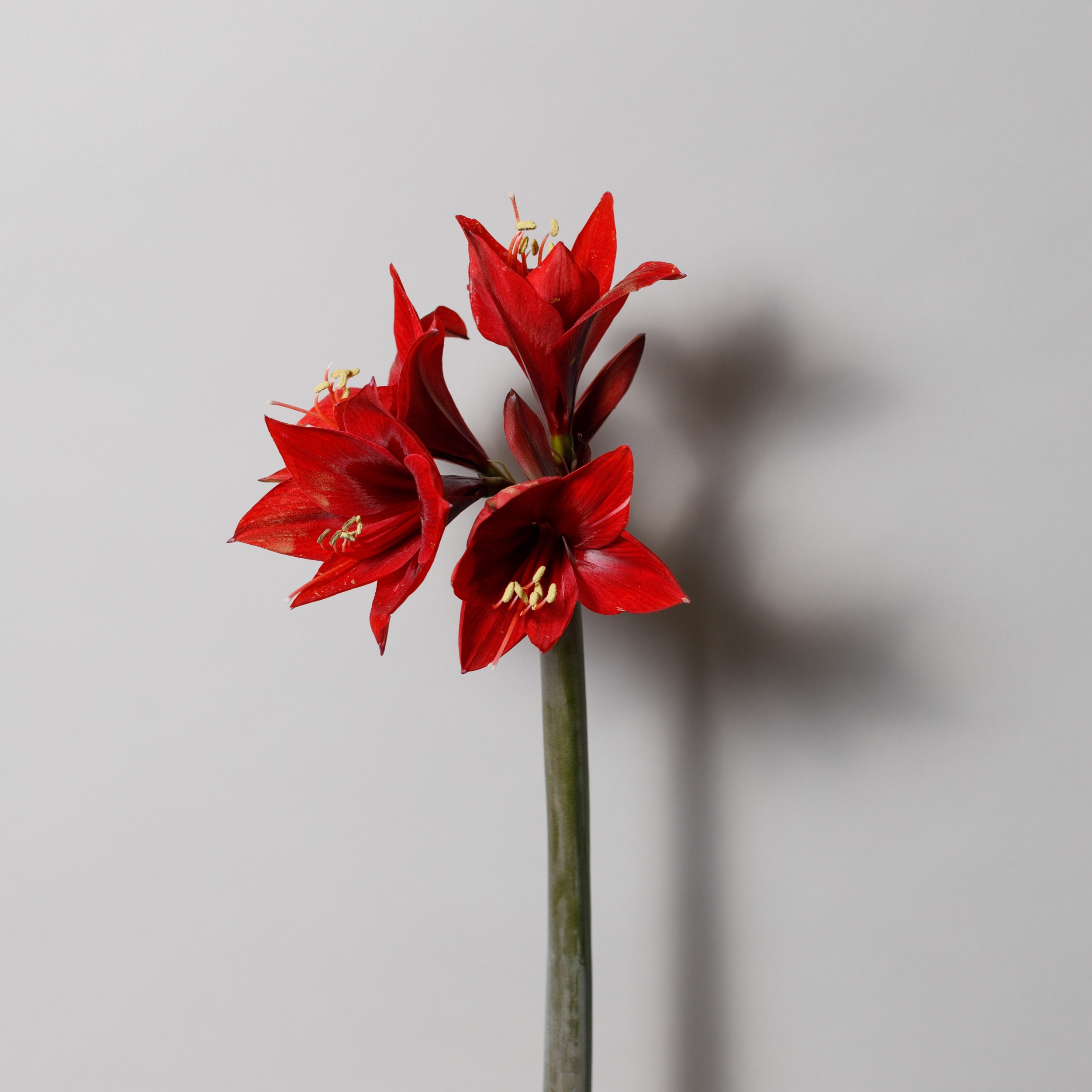 Amaryllis