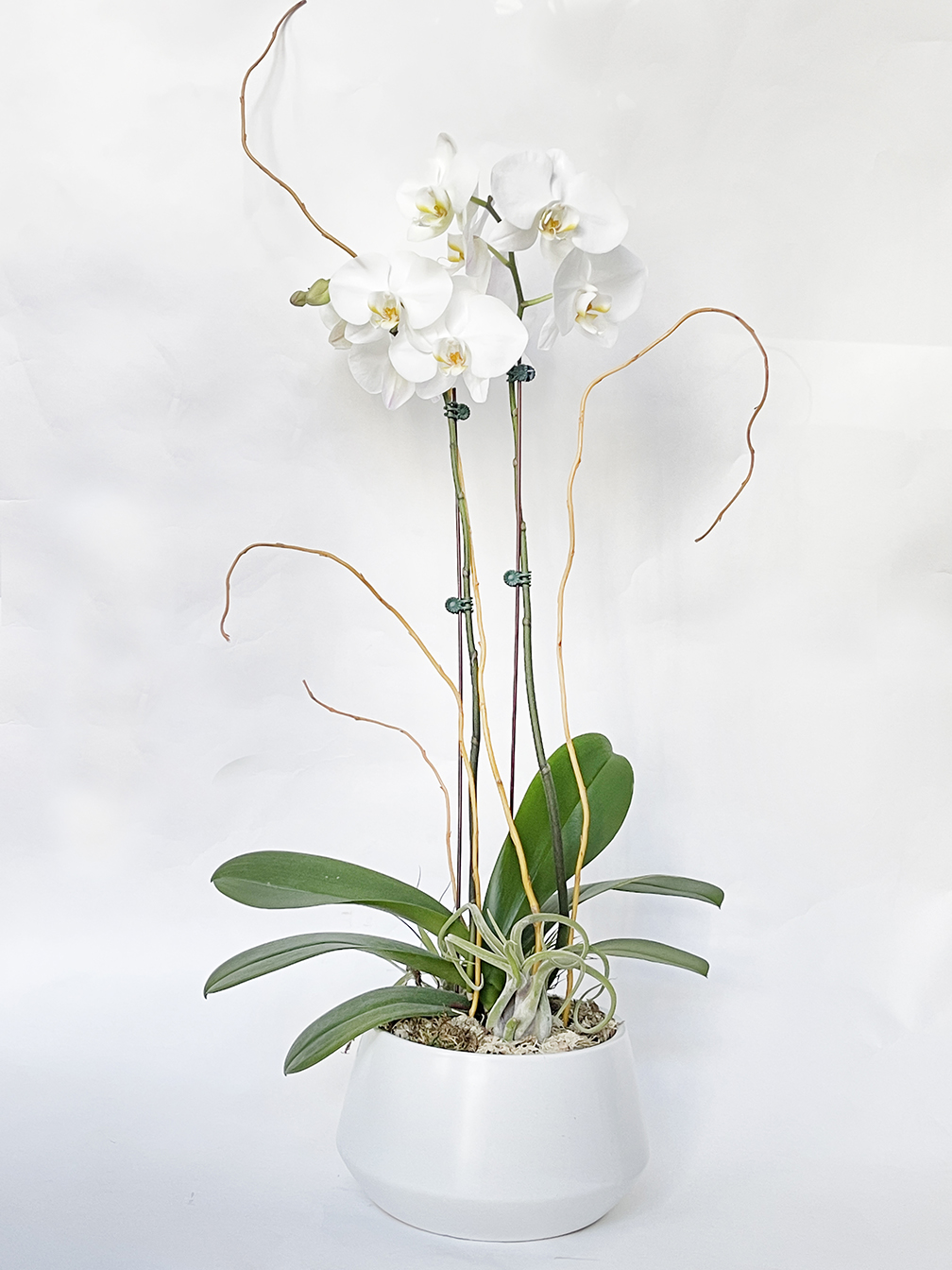Double Stems Orchid
