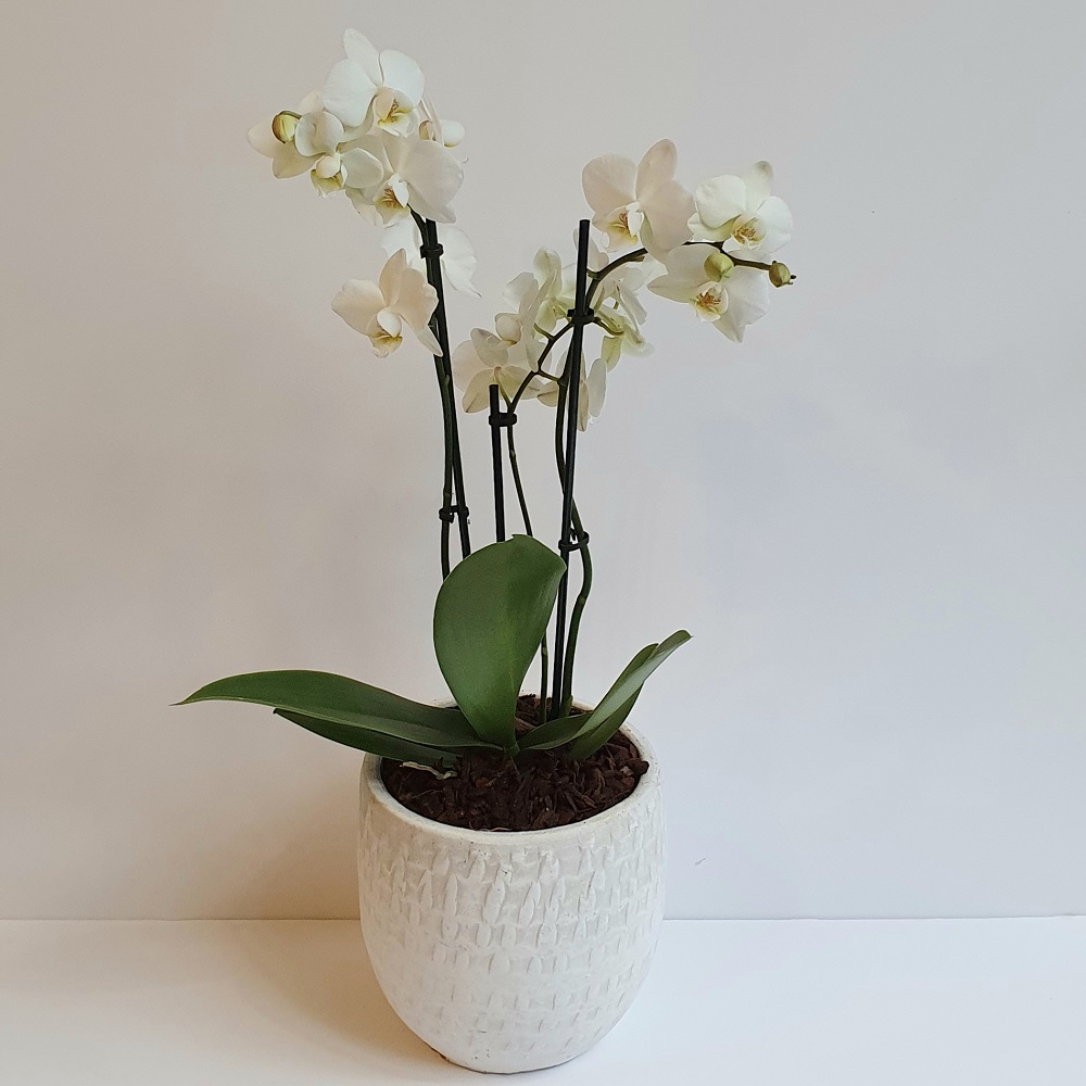 Single White Orchid
