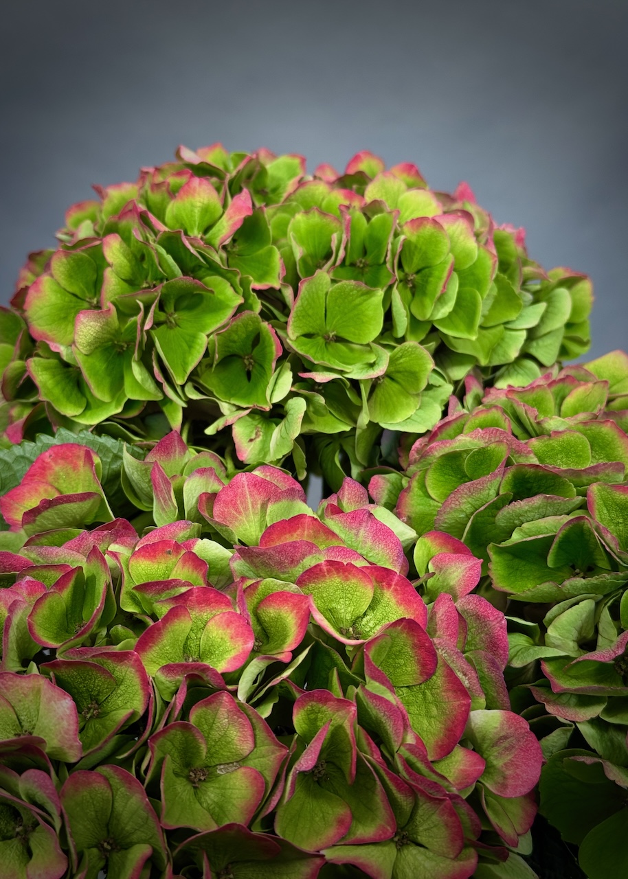 Original by Maples Flowers — flowers available for delivery from Floom