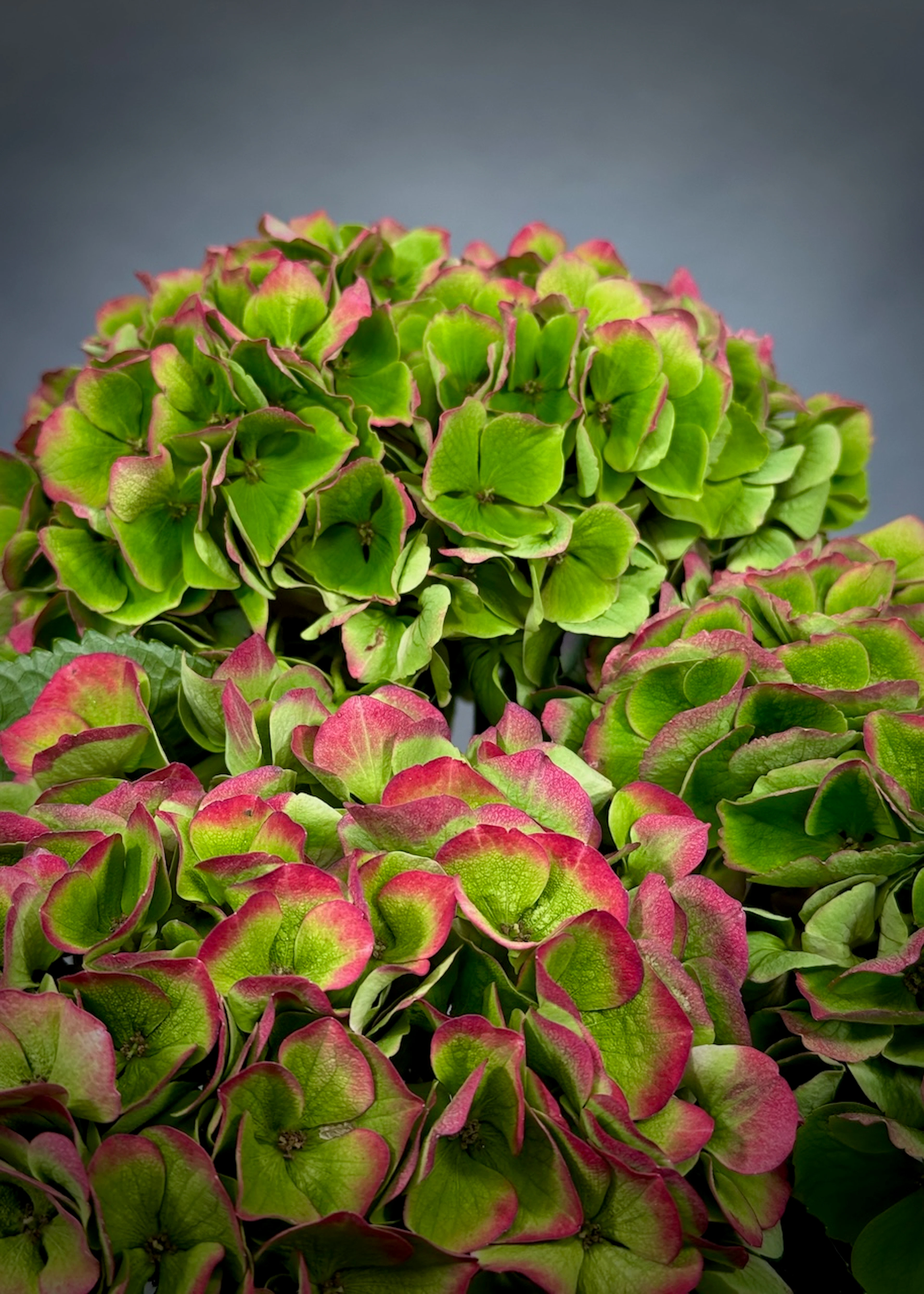 Original by Maples Flowers — flowers available for delivery from Floom