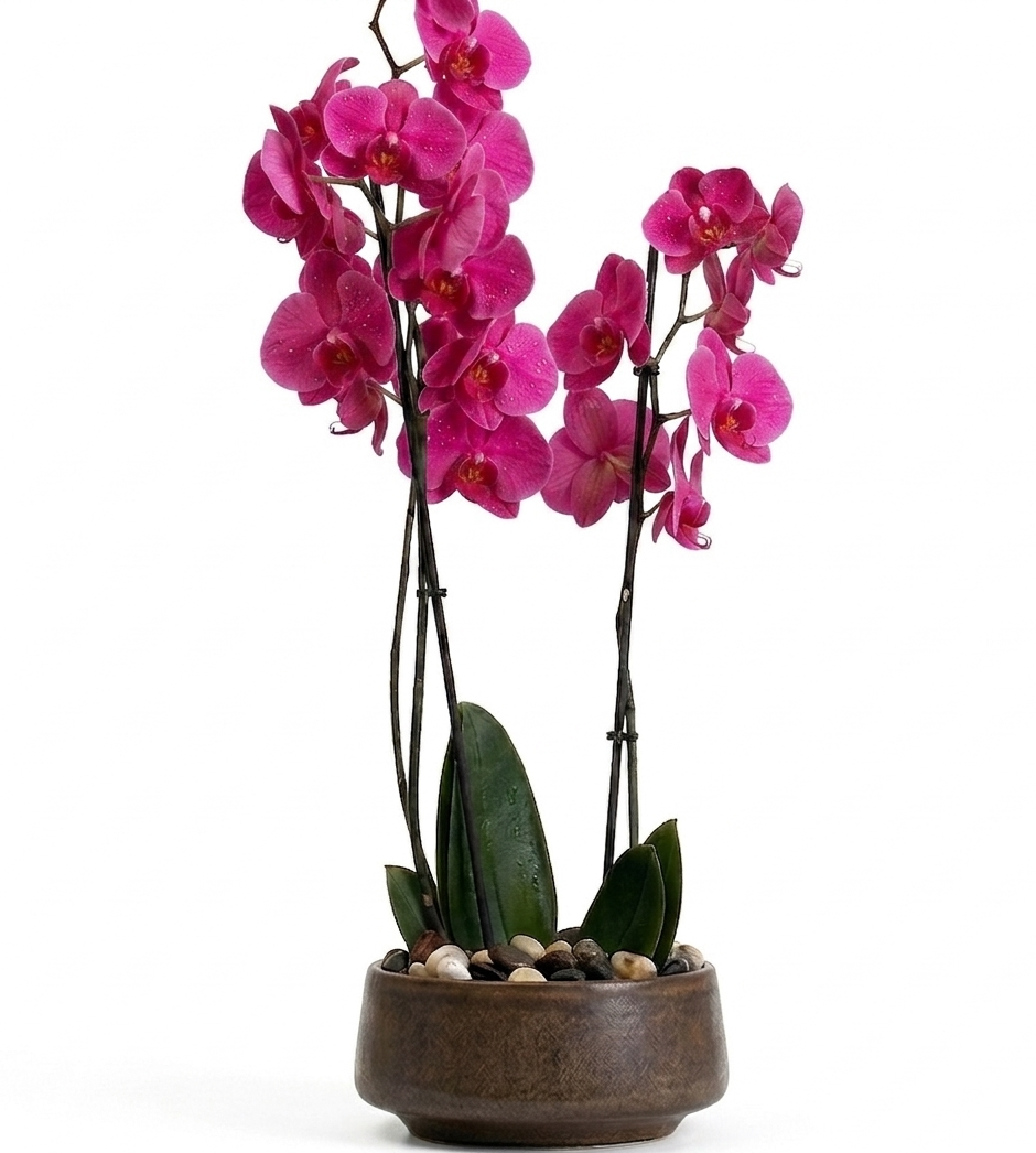 Original by Olympia Flowers — flowers available for delivery from Floom