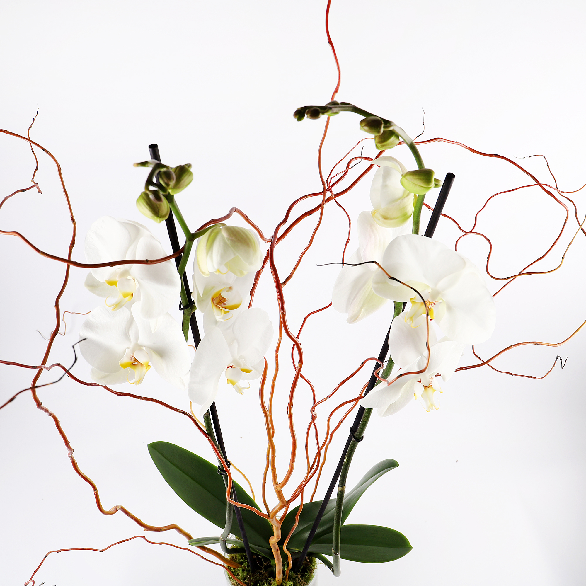 3 Stem White Orchid