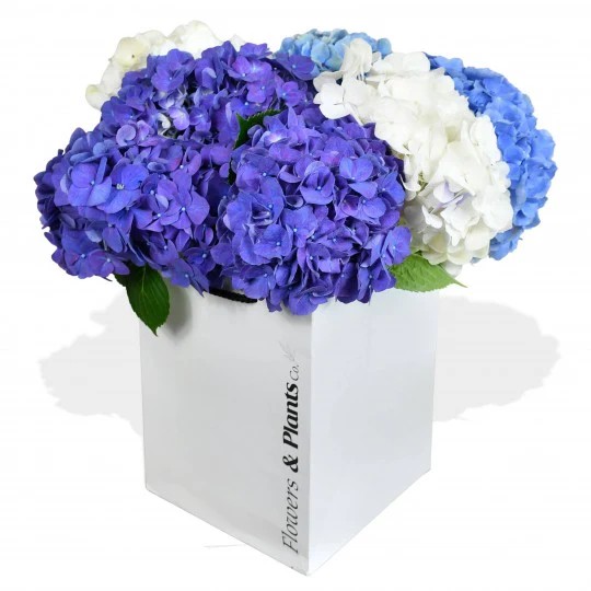 Original by Flowers & Plants Co — flowers available for delivery from Floom