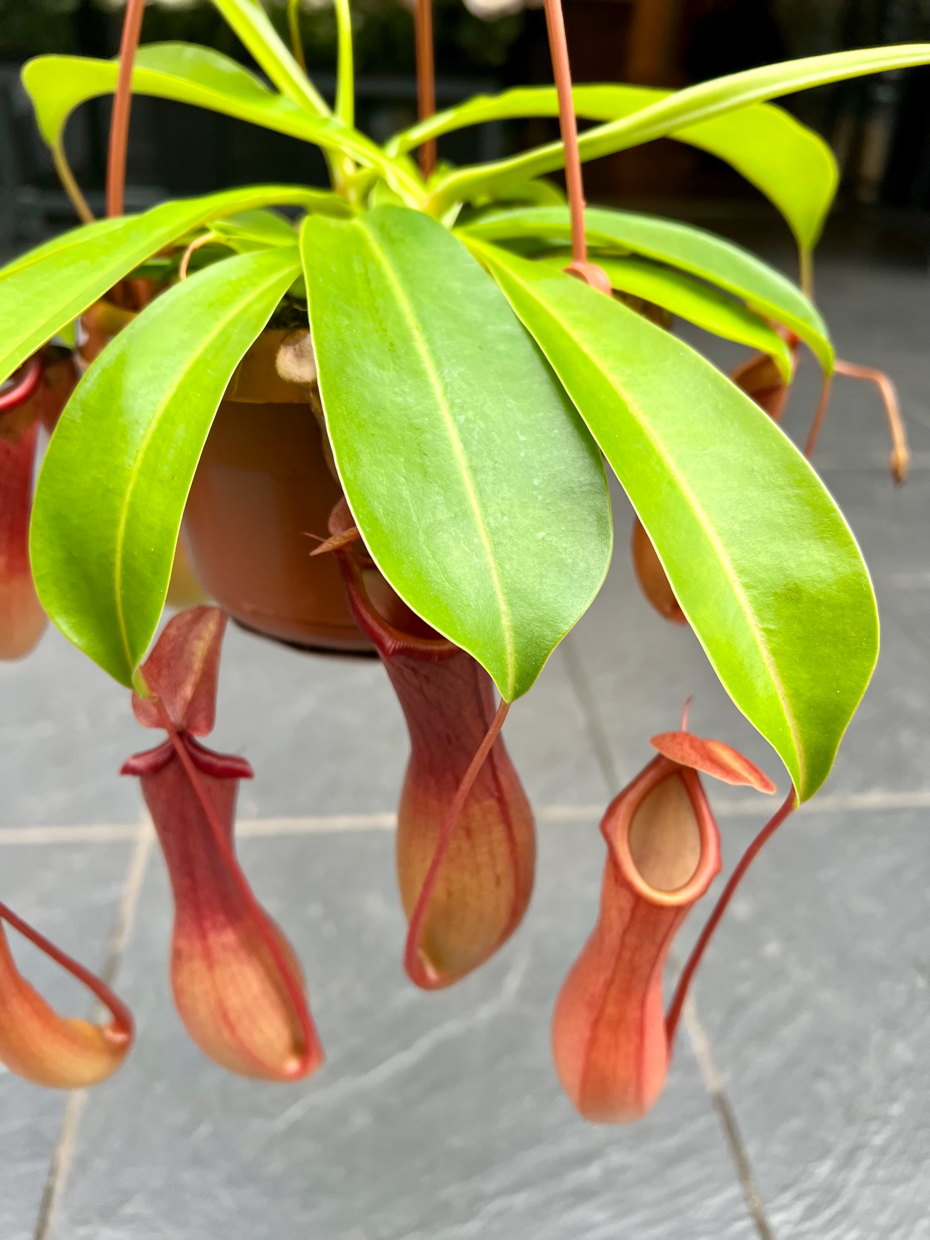 Nepenthes Alata