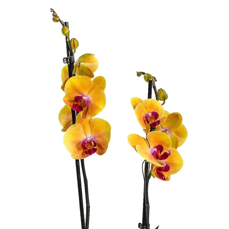 Original by Flowers & Plants Co — flowers available for delivery from Floom