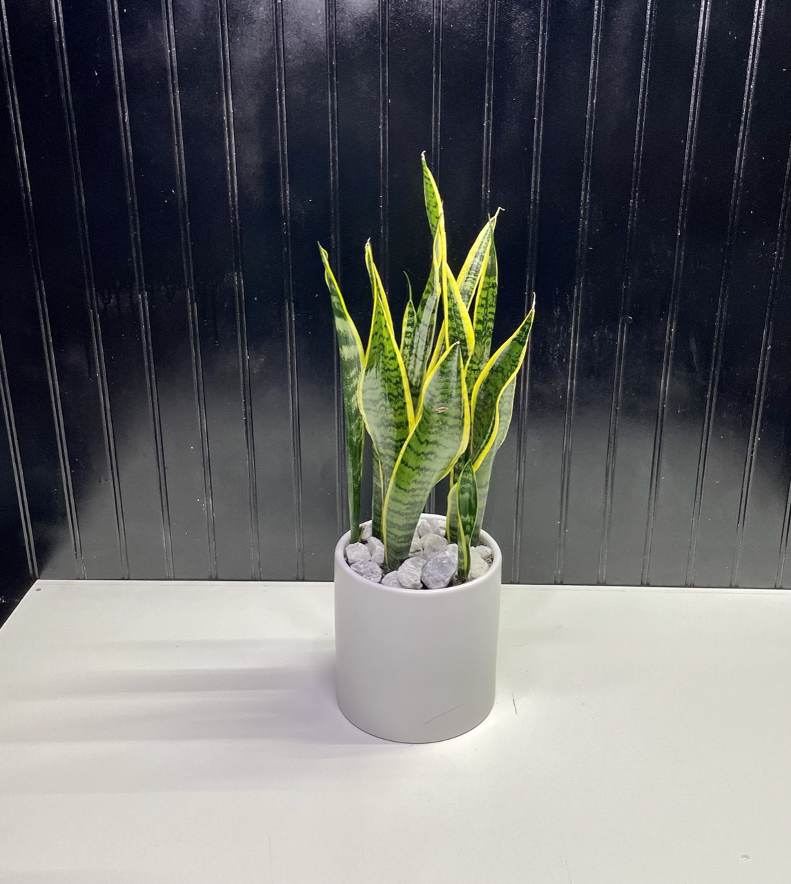 Snake plant 