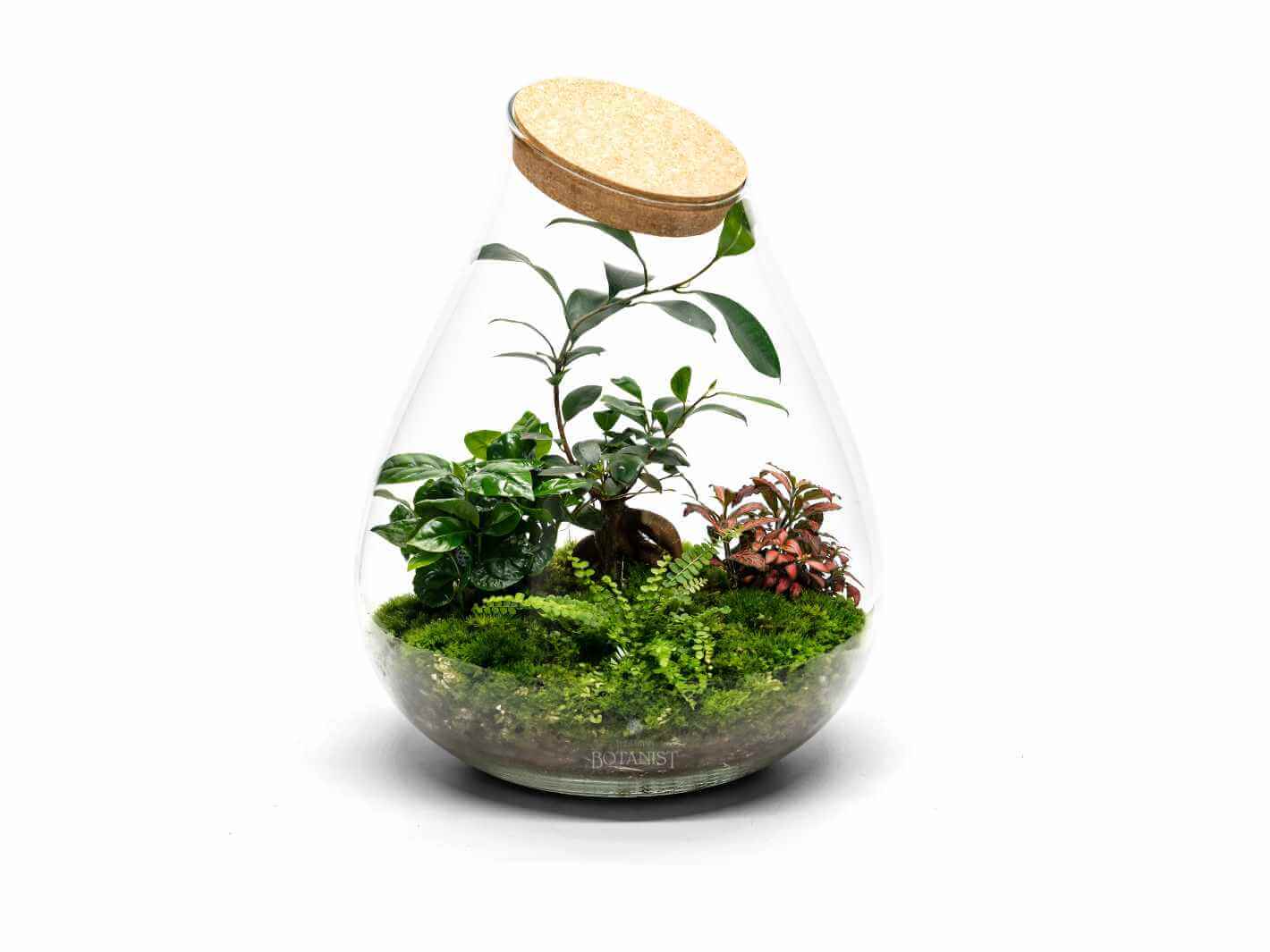 Terrarium Westminster