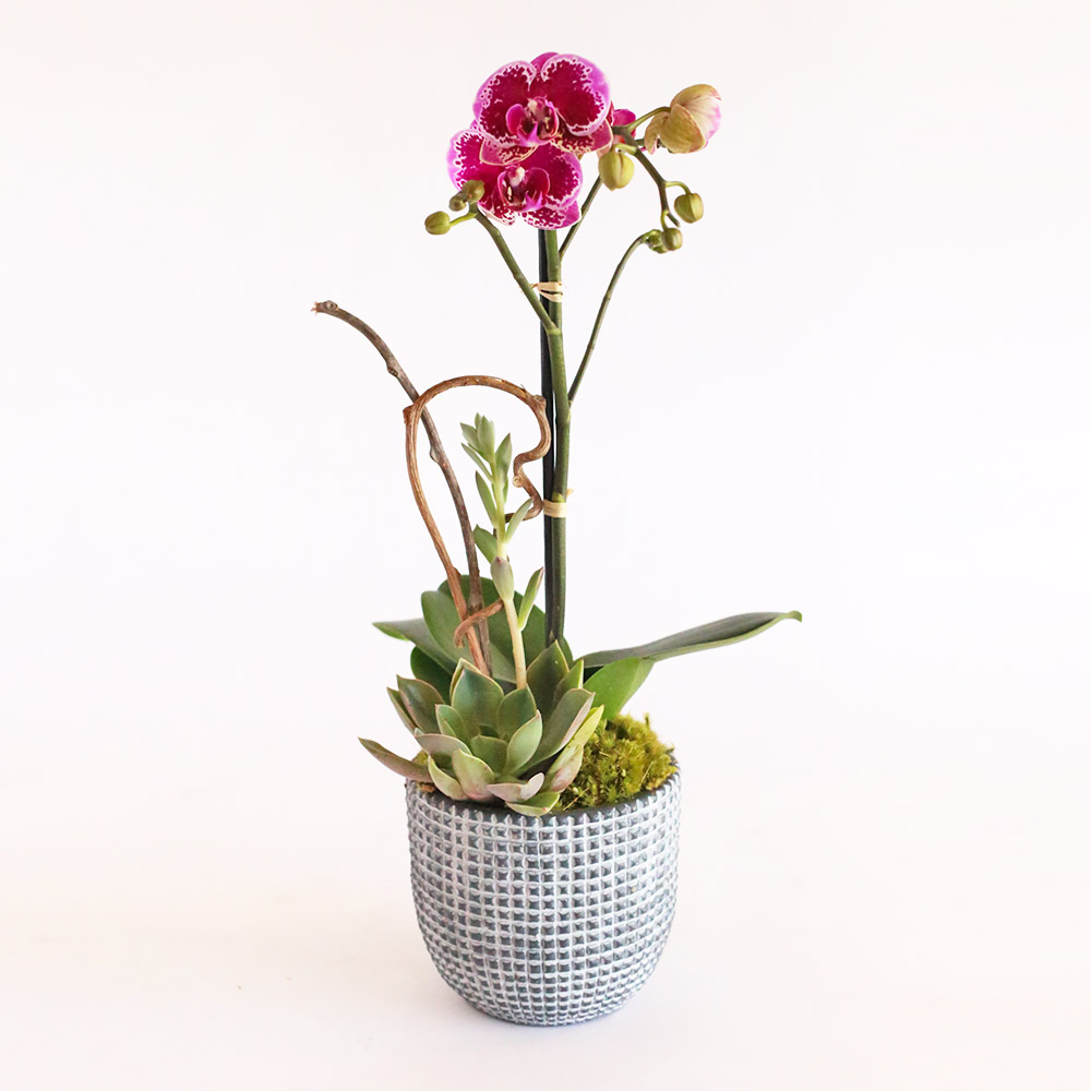 Pink Serenity Orchids