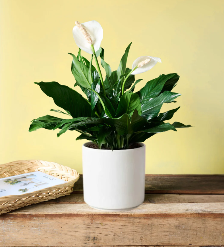 Peace Lily - Ceramic