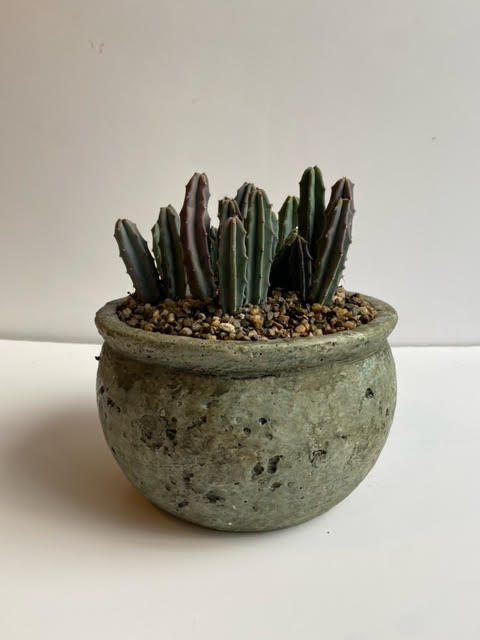 Cacti planter large