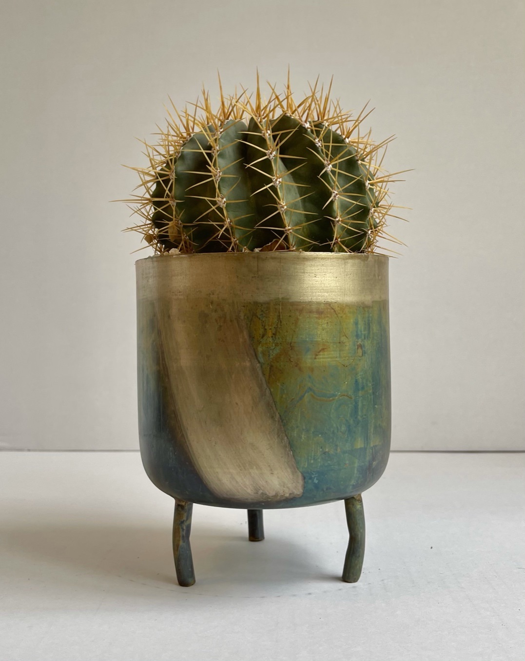 Cactus in metal pot