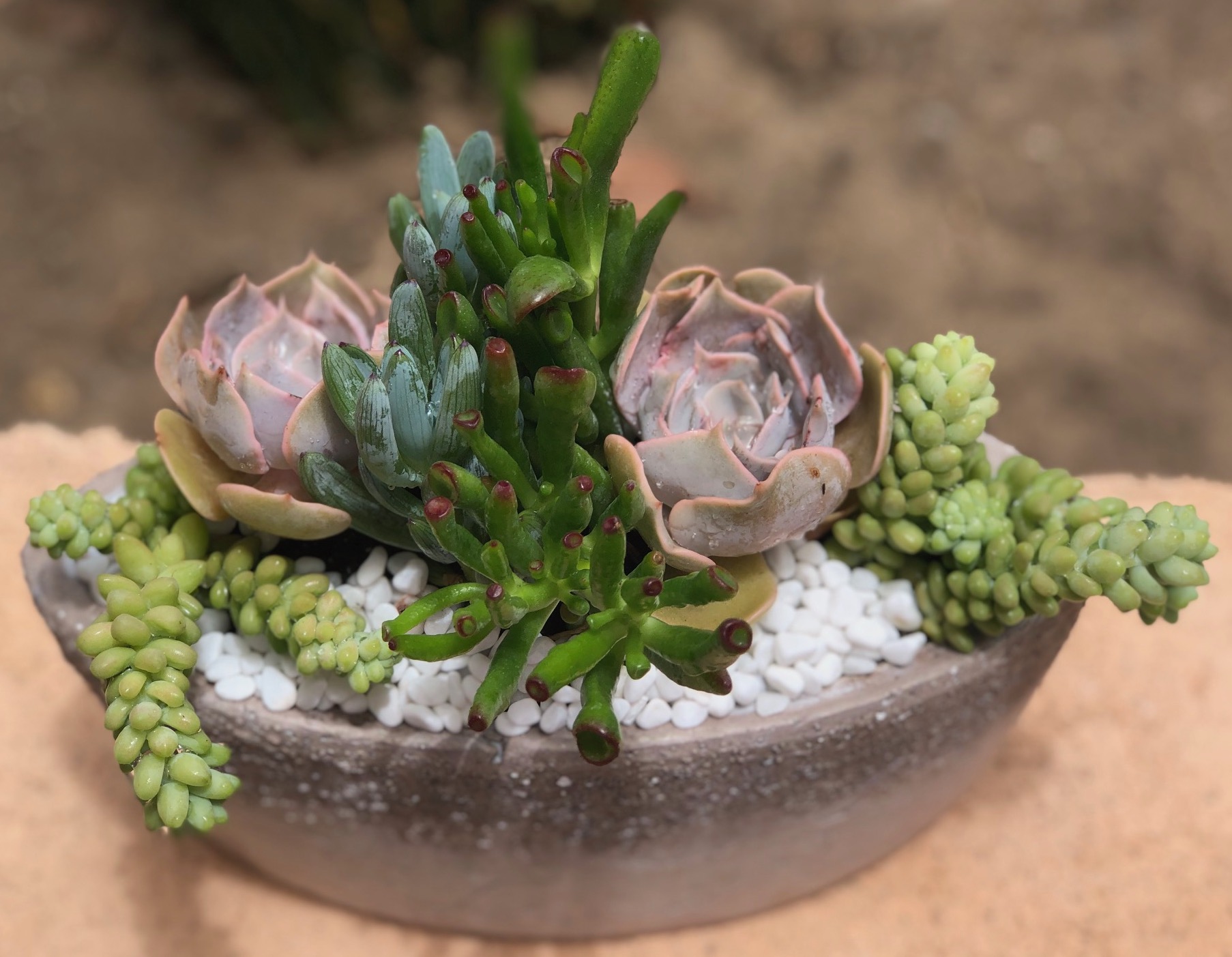 Succulents In Boat