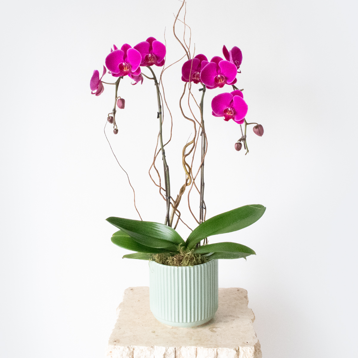2 Stem Magenta Orchid