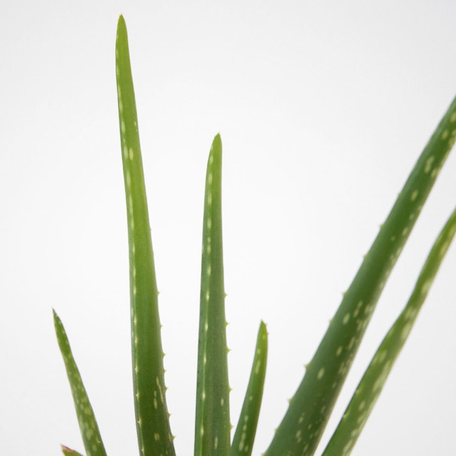 Aloe vera plant