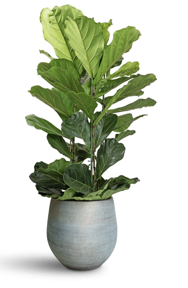 Ficus Lyrata 2-3 stem