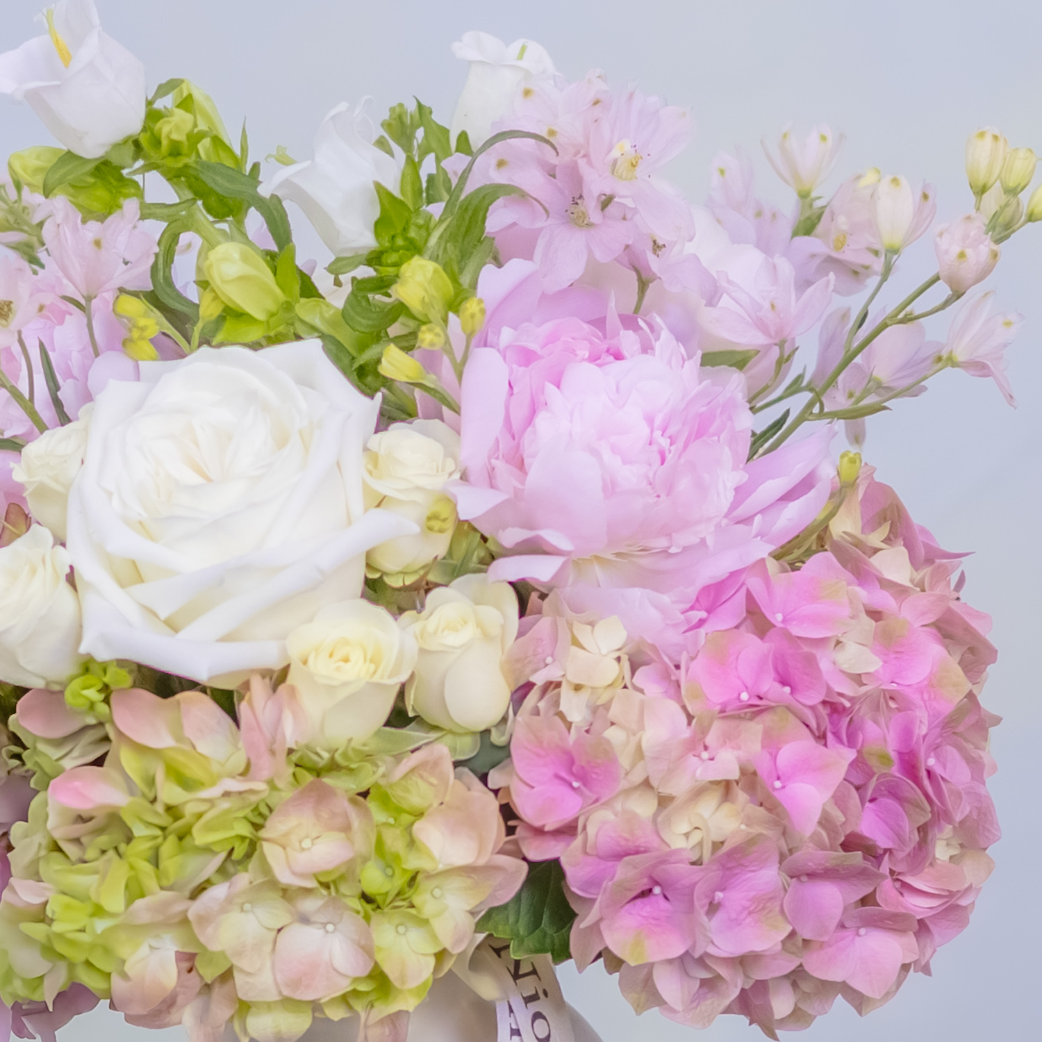 Peony Lullaby