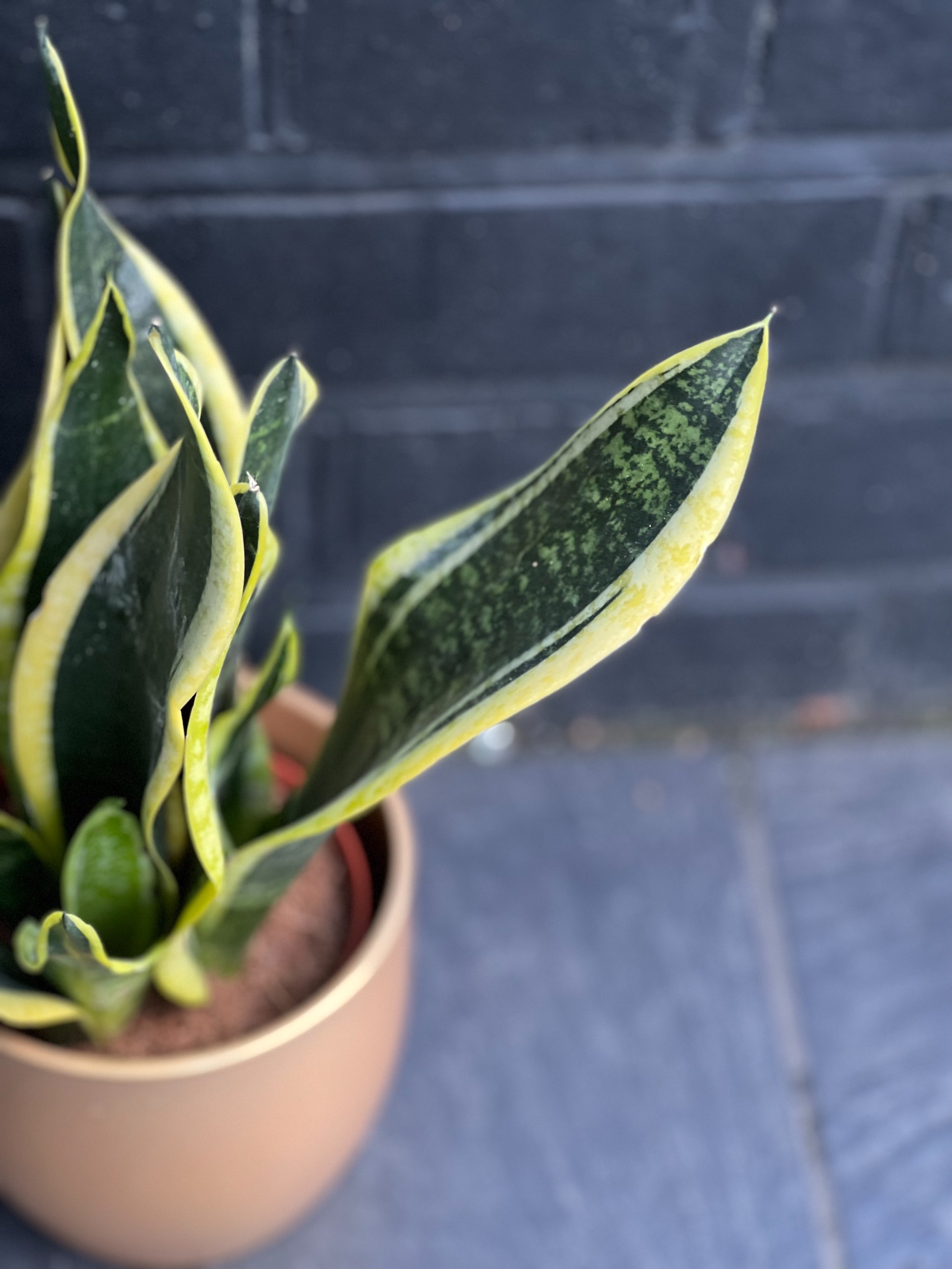 Snake Plant
