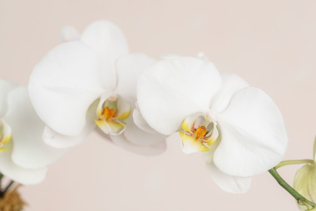 White Orchid