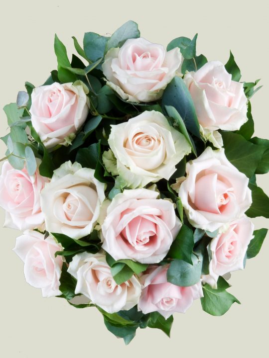 Dozen Blush Pink Rose