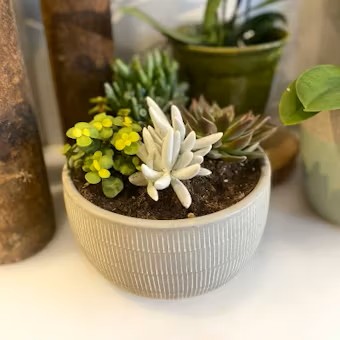 ECHEVERIA BOWLPLANTER